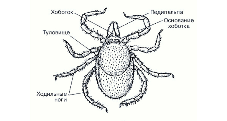 Отделы тела паукообразных — особенности строения органов и покровов