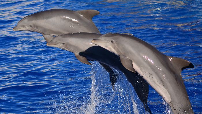 Отличие класса млекопитающих от других позвоночных животных &ndash; отличительные особенности кратко