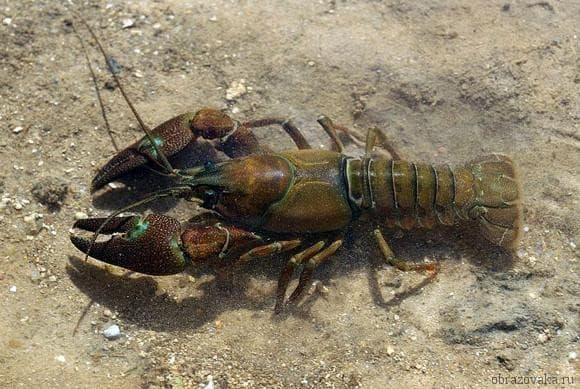 Отличие тела членистоногих от кольчатых червей &ndash; в чем разница