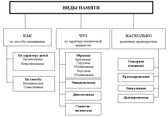 Память – долговременная и кратковременная (биология, 8 класс)
