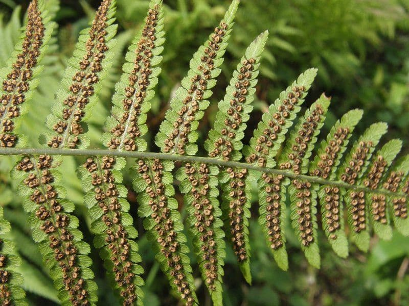 Папоротникообразные растения &ndash; таблица