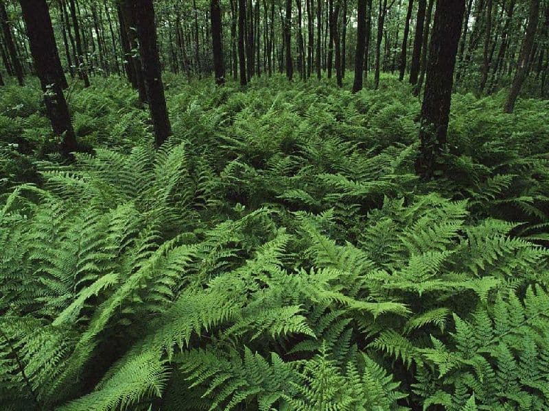 Папоротникообразные растения &ndash; таблица