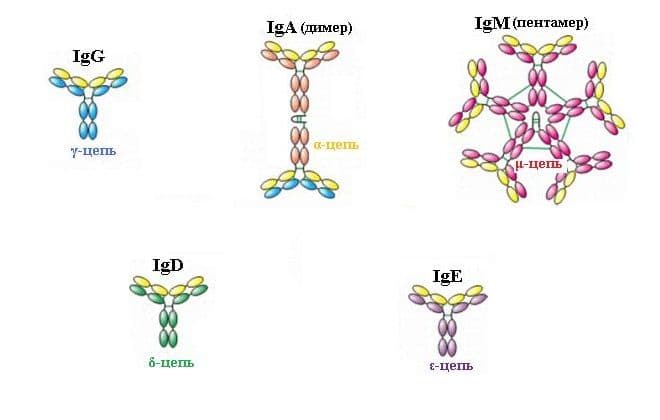 Пассивный иммунитет &ndash; искусственный и естественный