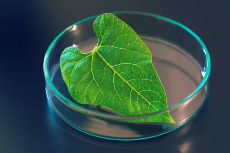 Пастбищная пищевая цепь &mdash; звенья, признаки и примеры составления