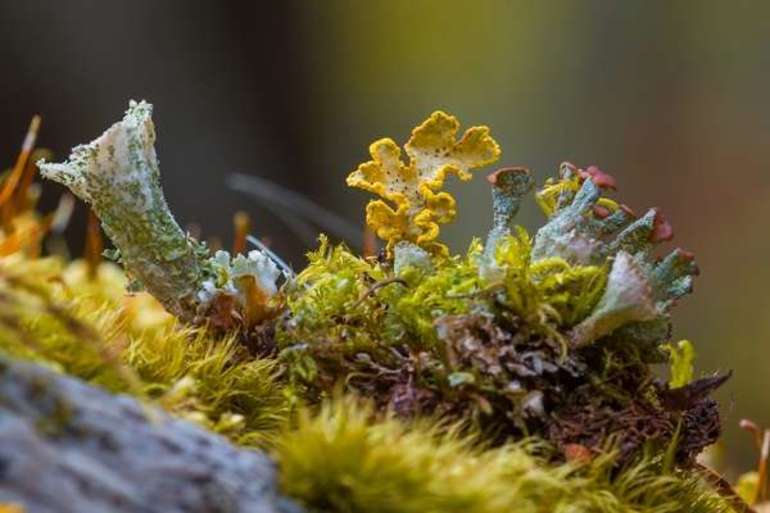 Пастбищная пищевая цепь &mdash; звенья, признаки и примеры составления