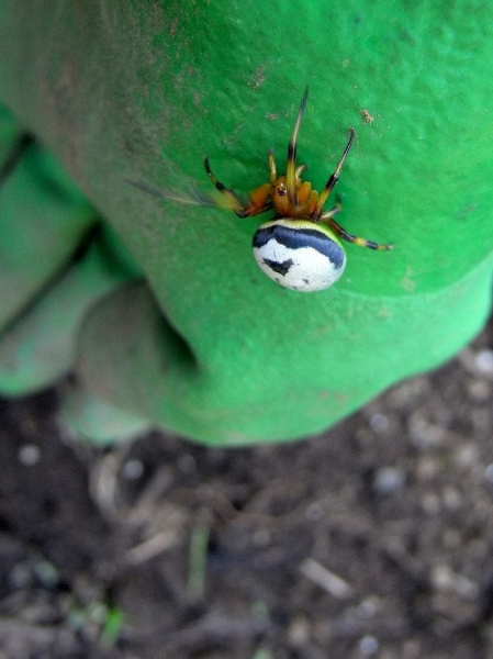 Паук-крестовик ?️ &mdash; описание внутреннего и внешнего строения