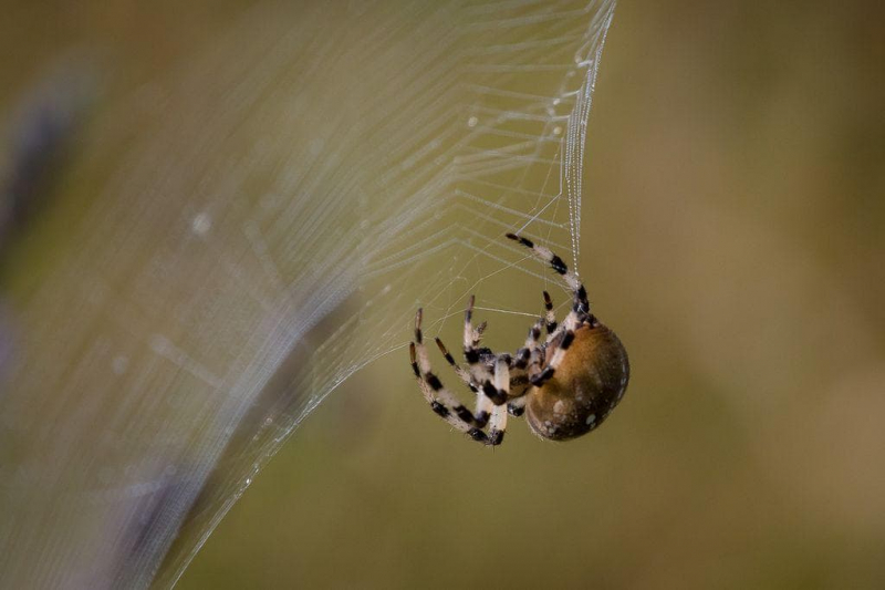 Паук-крестовик ?️ &mdash; описание внутреннего и внешнего строения