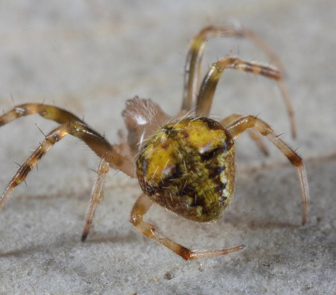 Паук-крестовик ?️ &mdash; описание внутреннего и внешнего строения