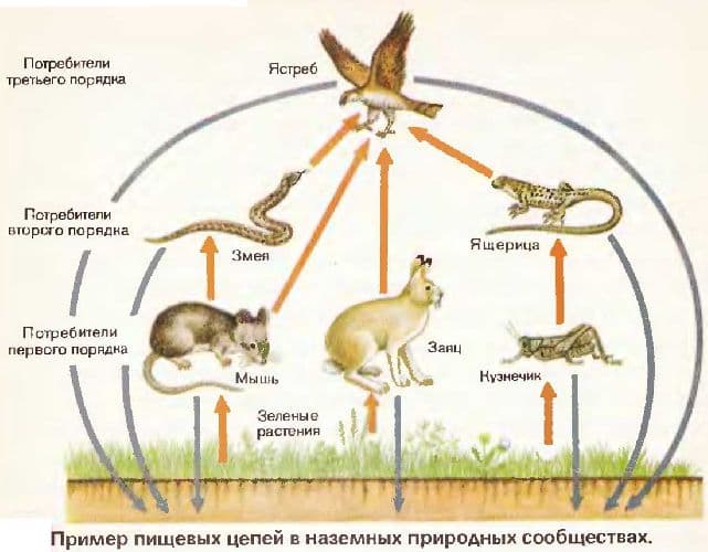 Пищевая цепь – примеры потребителей, виды и признаки систем