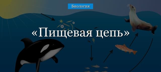 Пищевая цепь – примеры потребителей, виды и признаки систем