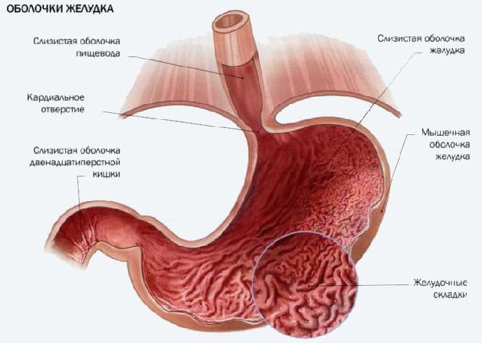 Пищеварение, органы пищеварения и обмена веществ (7 класс, биология)