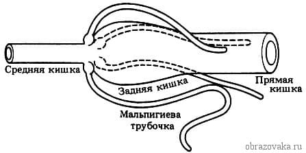 Пищеварительная система членистоногих &ndash; органы выделения и выделительная система, пищеварение