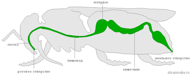 Пищеварительная система членистоногих &ndash; органы выделения и выделительная система, пищеварение