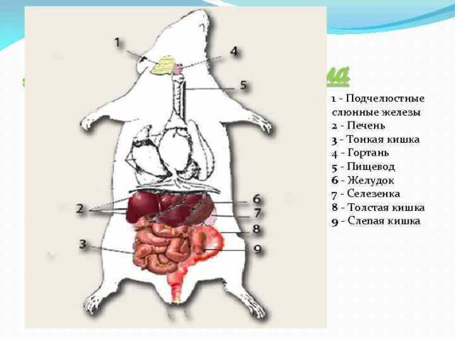 Пищеварительная система грызунов &ndash;&nbsp;особенности строения внутренних органов и функции кратко (7 класс, биология)