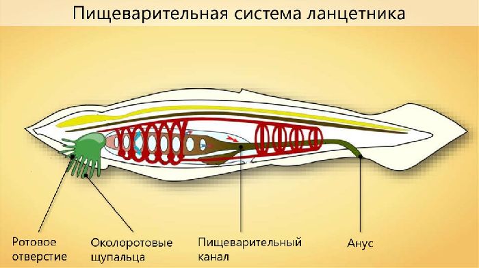 Пищеварительная система ланцетника &ndash;&nbsp;особенности строения&nbsp; и последовательность внутренних органов, схема и функции кратко (7 класс, биология)