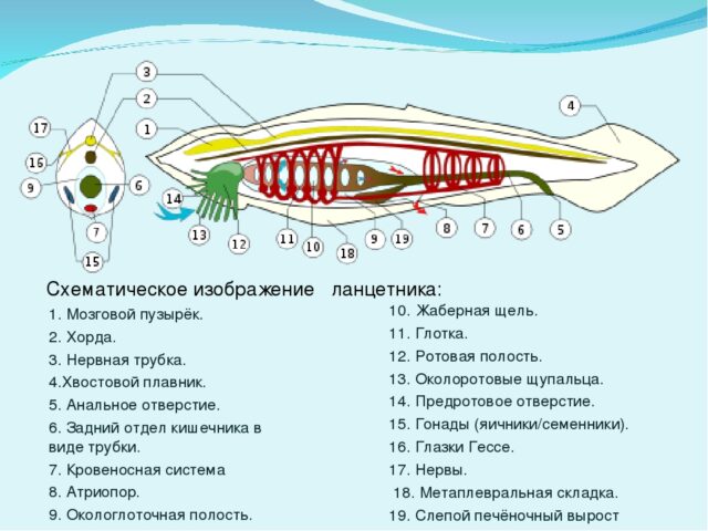 Пищеварительная система ланцетника &ndash;&nbsp;особенности строения&nbsp; и последовательность внутренних органов, схема и функции кратко (7 класс, биология)