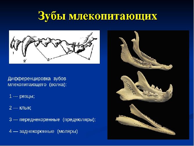 Пищеварительная система млекопитающих &ndash; особенности строения и последовательность внутренних органов, отделы кратко (7 класс, биология)