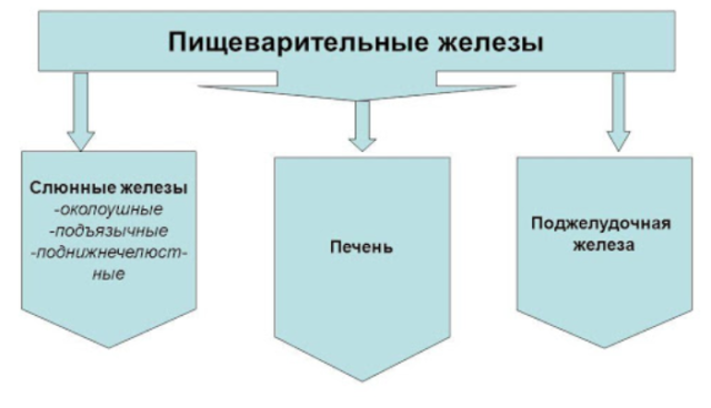 Пищеварительная система млекопитающих &ndash; особенности строения и последовательность внутренних органов, отделы кратко (7 класс, биология)