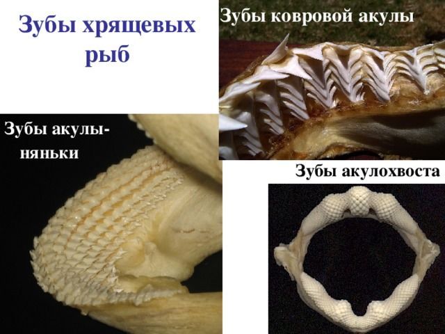 Пищеварительная система рыб – характеристика особенностей внутреннего строения органов, функции кратко (7 класс, биология)