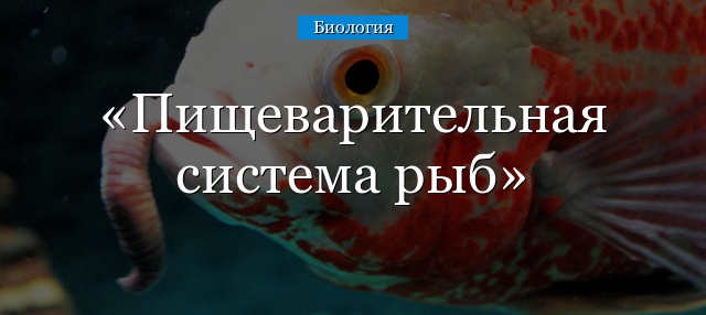 Пищеварительная система рыб – характеристика особенностей внутреннего строения органов, функции кратко (7 класс, биология)