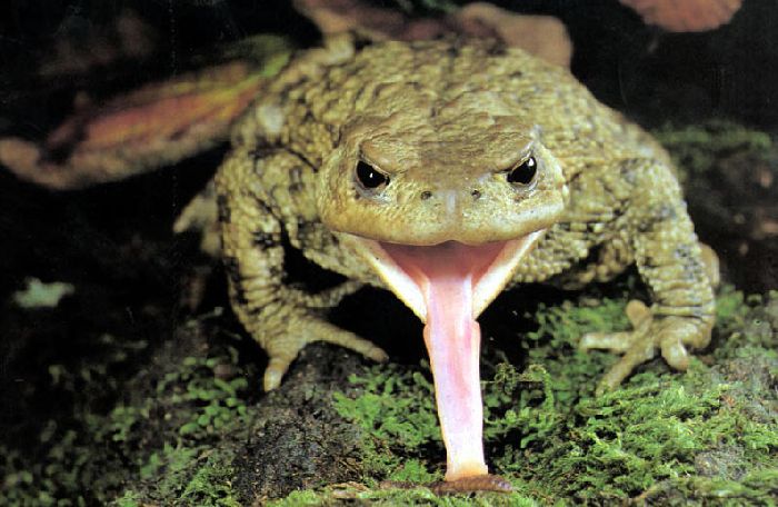 Пищеварительная система земноводных &ndash;&nbsp;особенности строения внутренних органов и функции кратко (7 класс, биология)