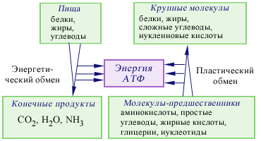 Пластический и энергетический обмен – процессы и их отличия в таблице