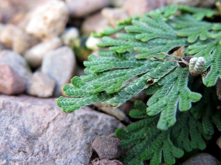 Плауновидные растения &mdash; виды и названия, особенности строения и характеристика