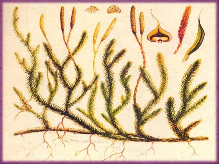 Плауновидные растения &mdash; виды и названия, особенности строения и характеристика