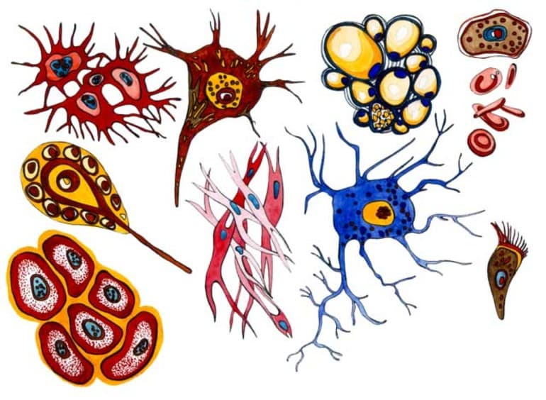 Плазматическая мембрана &mdash; химический состав, строение и свойства