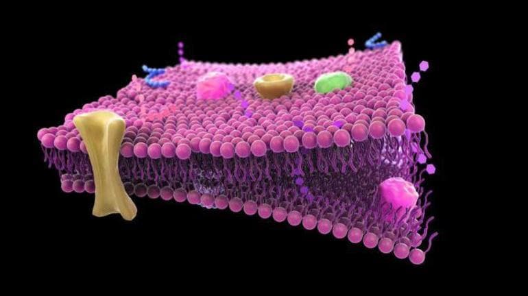 Плазматическая мембрана &mdash; химический состав, строение и свойства