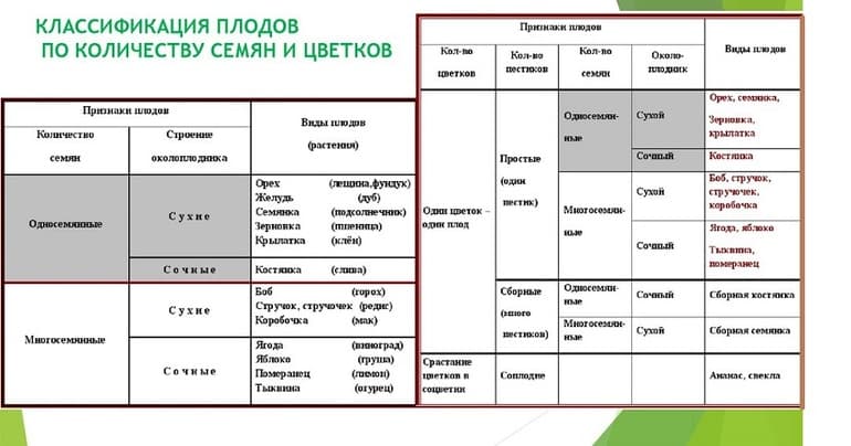 Плод &mdash; классификация, функции и признаки