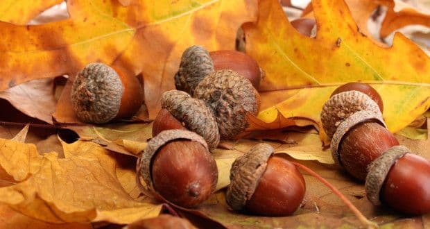 Плод &ndash; таблица классификации, разнообразие и значение