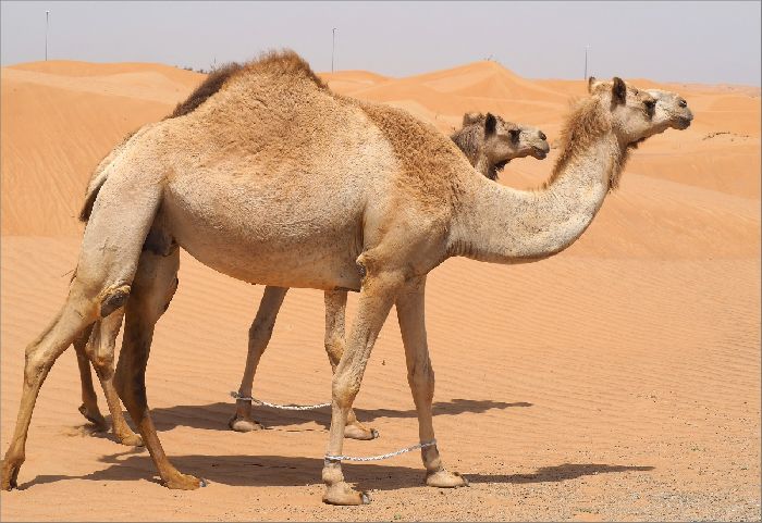 Покров класса млекопитающие &ndash; характеристика покровов тела и особенности кратко&nbsp; (7 класс, биология)