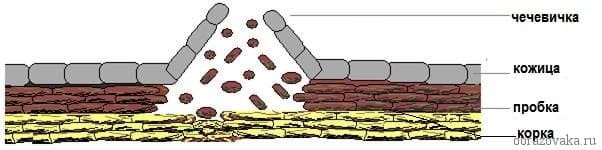 Покровная ткань растений – особенности строения, функции в таблице