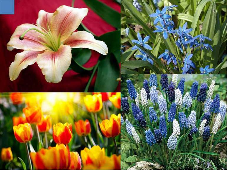 Покрытосеменные растения &mdash; характеристика и особенности