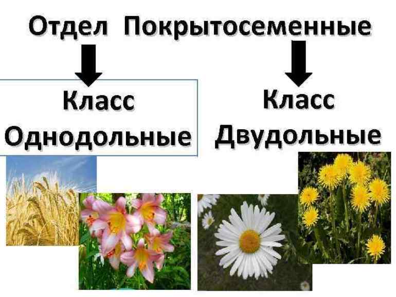 Покрытосеменные растения &mdash; характеристика и особенности