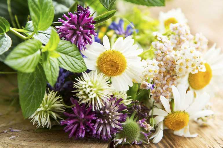 Покрытосеменные растения &mdash; характеристика и особенности