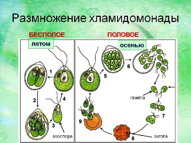 Половое и бесполое размножение организмов (9 класс) – сравнение и значение в таблице