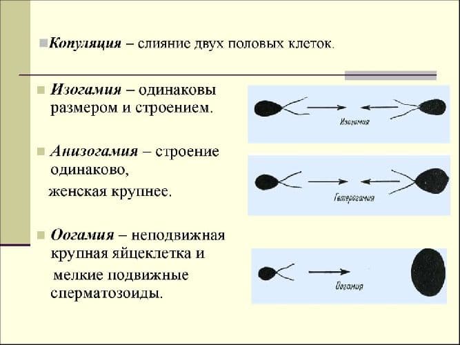 Половое и бесполое размножение организмов (9 класс) – сравнение и значение в таблице