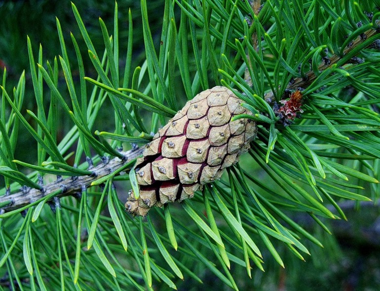 Половое размножение растений — особенности процесса и функции органов