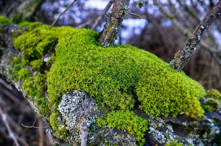 Половое размножение растений — особенности процесса и функции органов