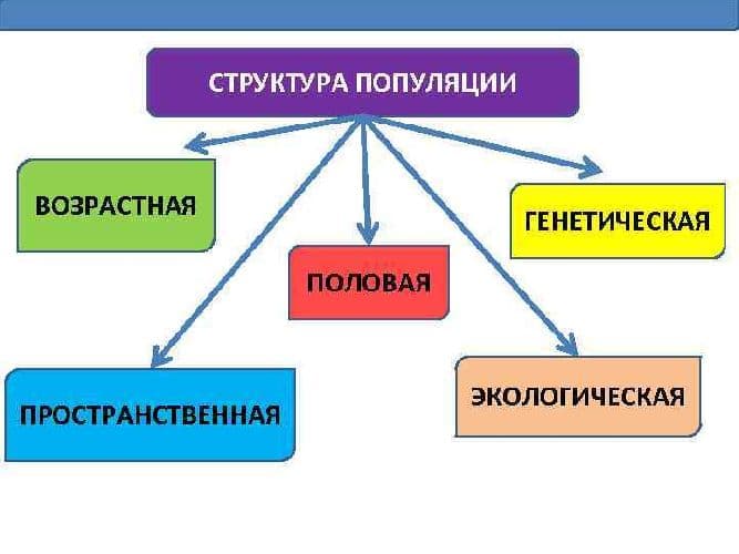 Популяция в биологии – возрастная структура, роль в эволюционном процессе