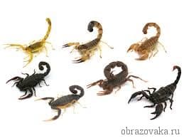 Представители паукообразных, многообразие класса и среда обитания по списку