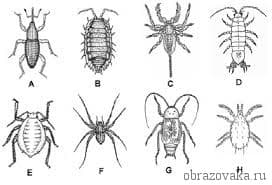 Представители паукообразных, многообразие класса и среда обитания по списку