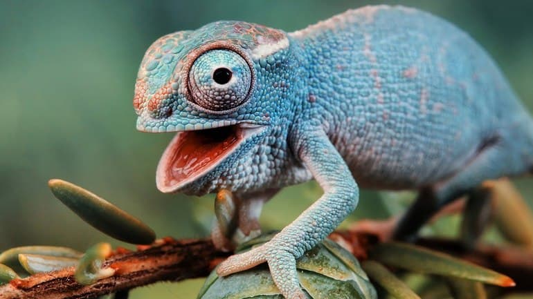 Пресмыкающиеся &mdash; общая характеристика класса, примеры животных и интересные факты