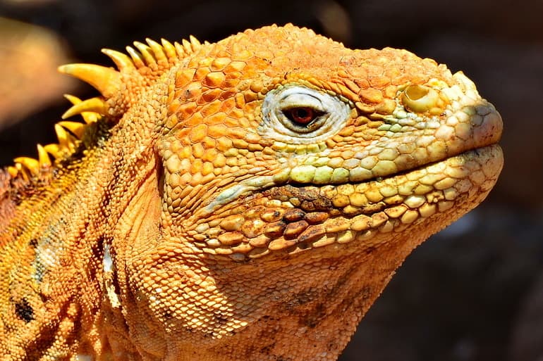 Пресмыкающиеся &mdash; общая характеристика класса, примеры животных и интересные факты