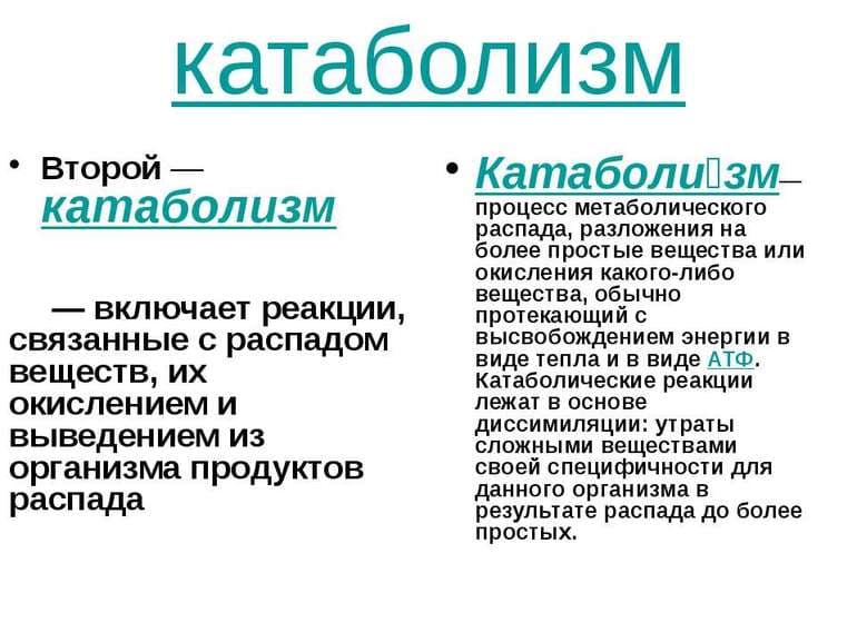 Принцип комплементарности — основа, суть и роль правила в биологии