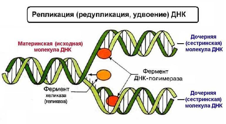 Принцип комплементарности — основа, суть и роль правила в биологии