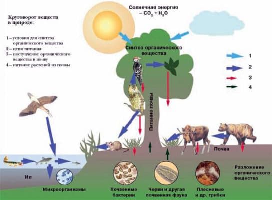 Природные сообщества (5 класс, биология)
