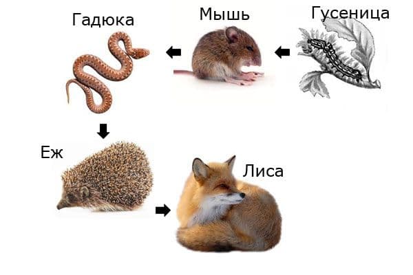 Природные сообщества (5 класс, биология)